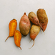 The Badger Flame Beet, developed at the University of Wisconsin and brought to you by Row 7 Seeds.
